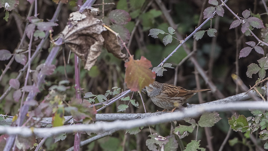 Dunnock