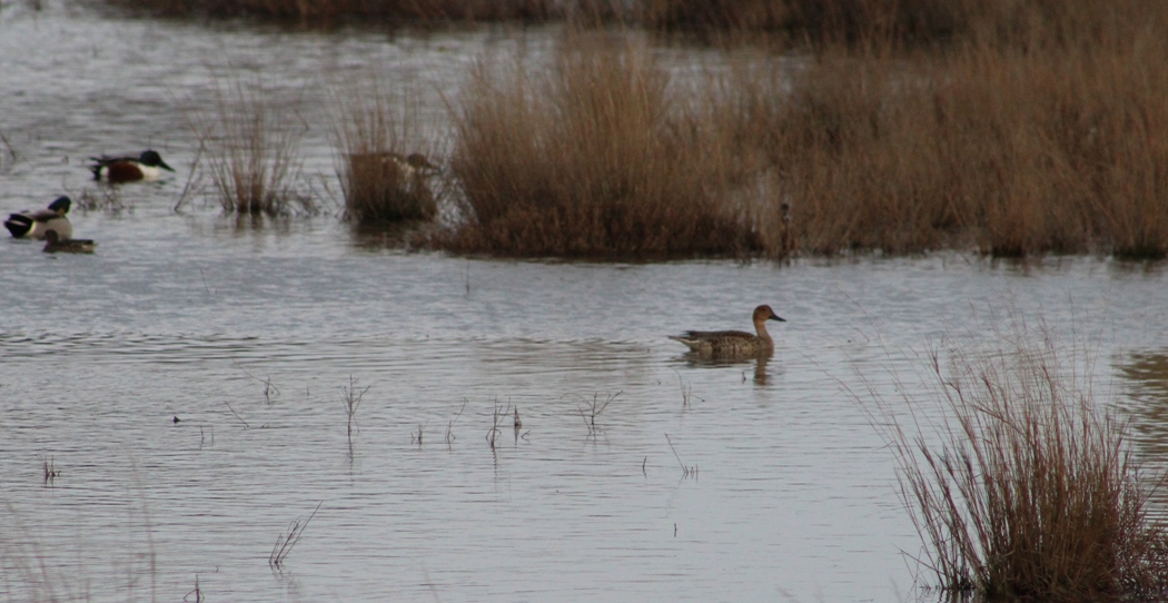 Northern Pintail