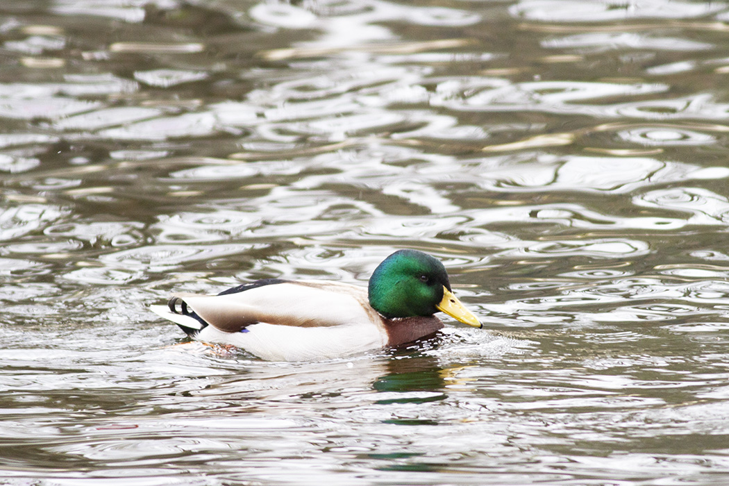 Mallard
