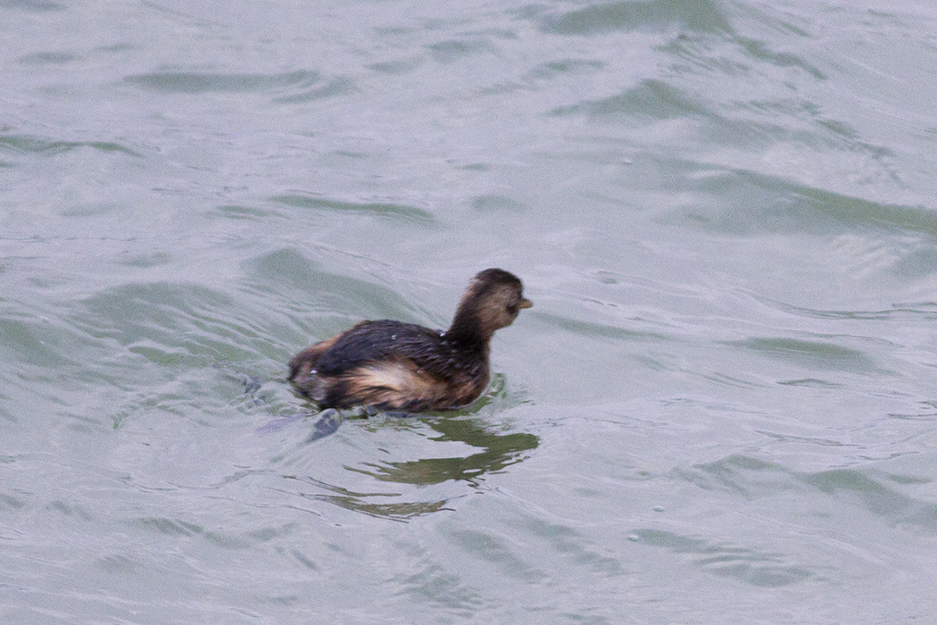 Little Grebe