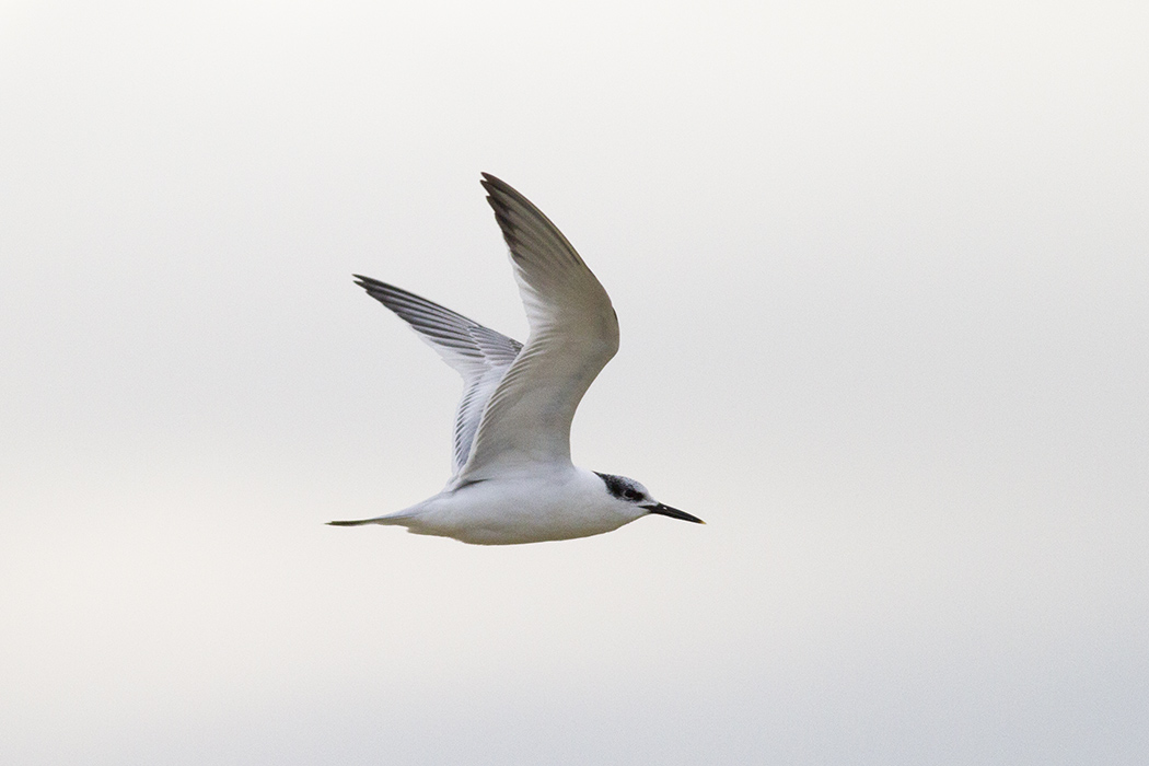Sandwich Tern