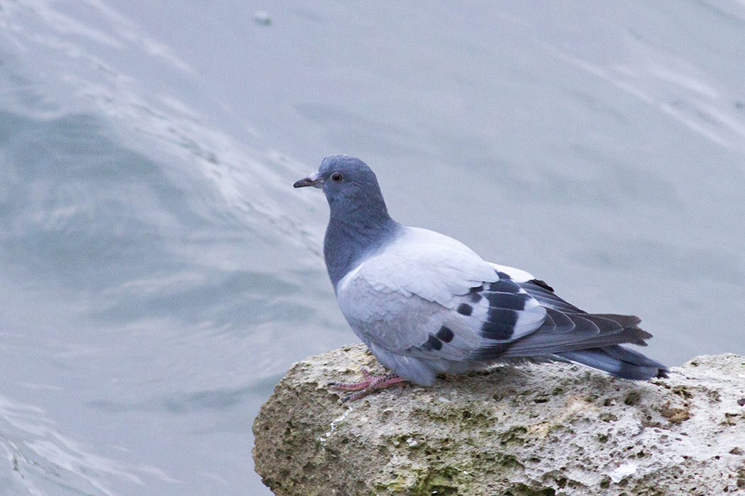 Rock Dove