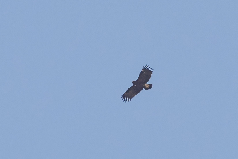 Greater Spotted Eagle