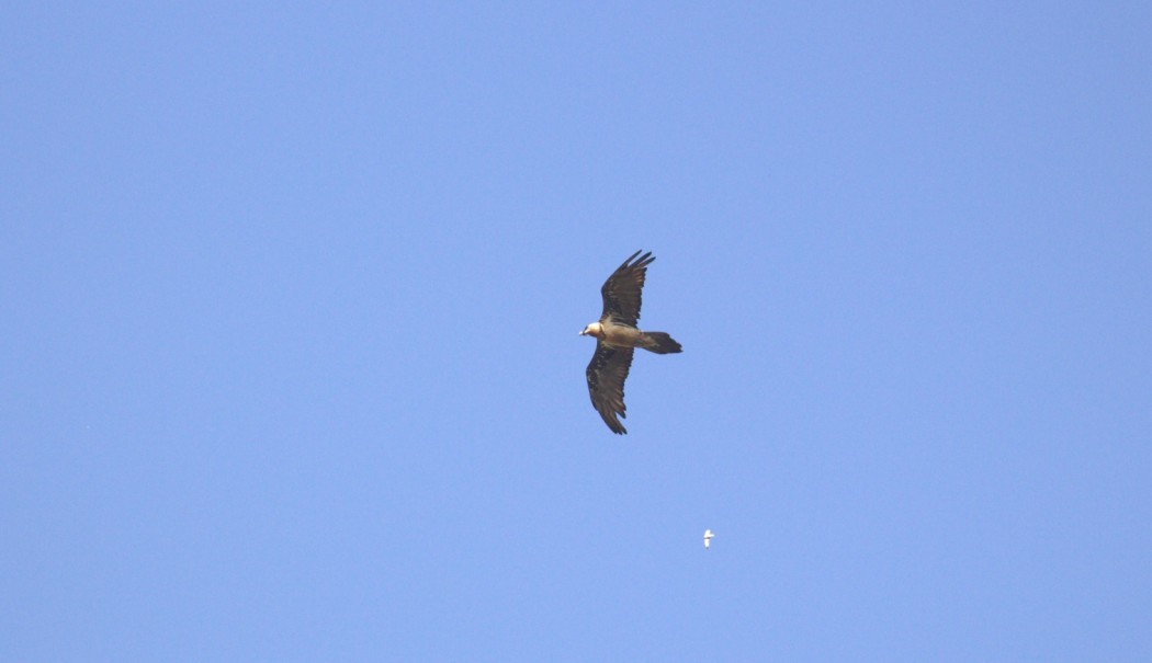 Bearded Vulture