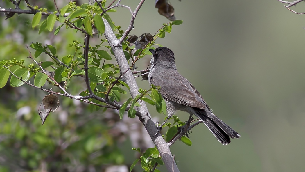 Eastern Orphean Warbler