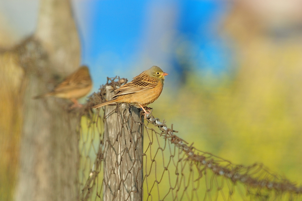 Ortolan Bunting