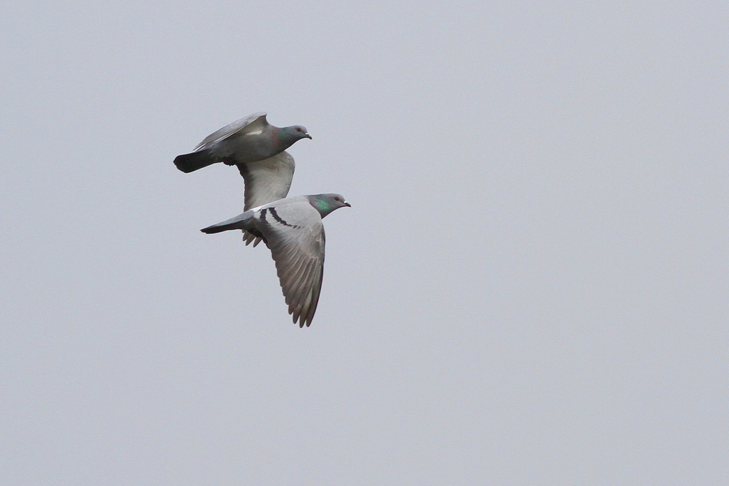 Rock Dove