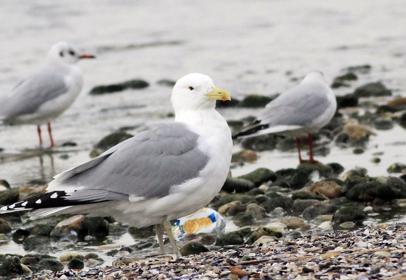 Caspian Gull