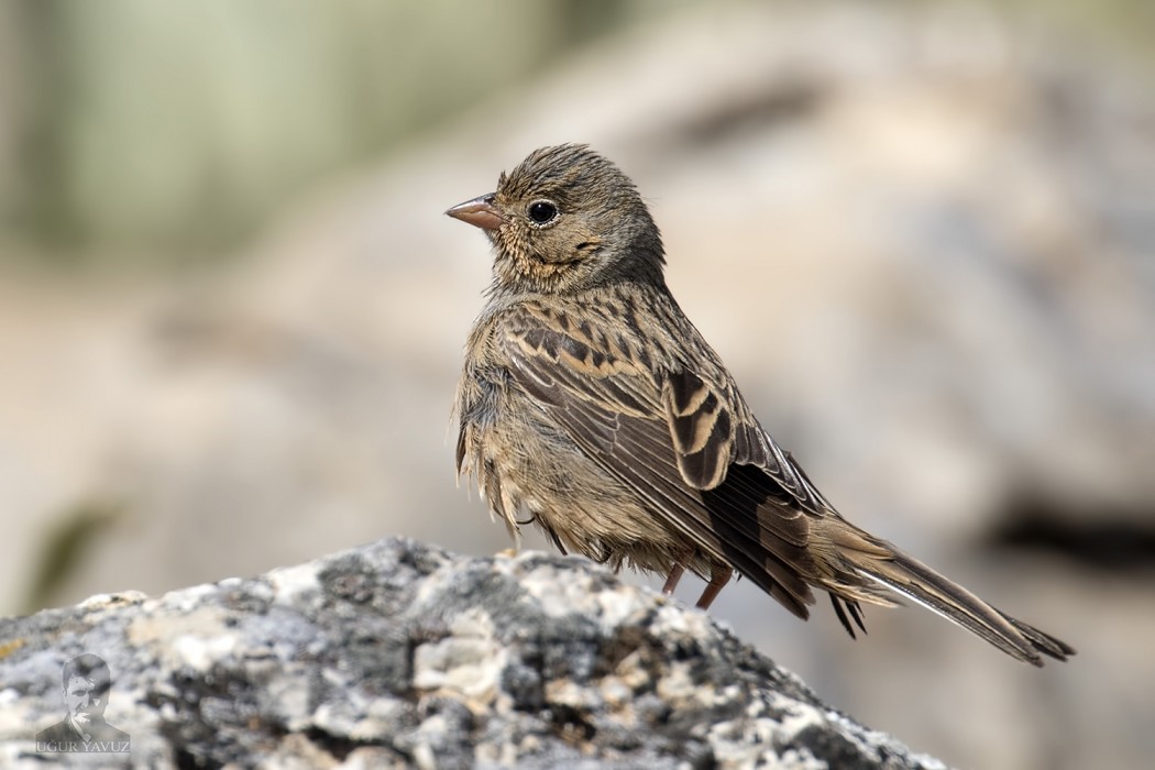 Ortolan Bunting