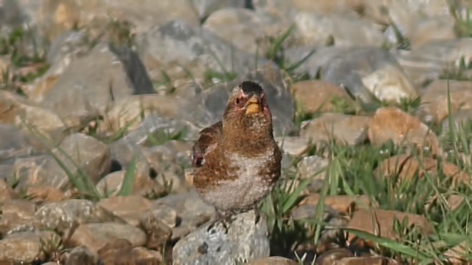 Eurasian Crimson-winged Finch
