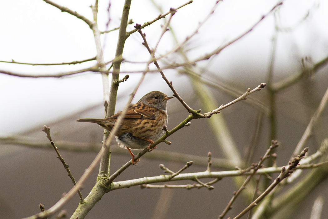 Dunnock