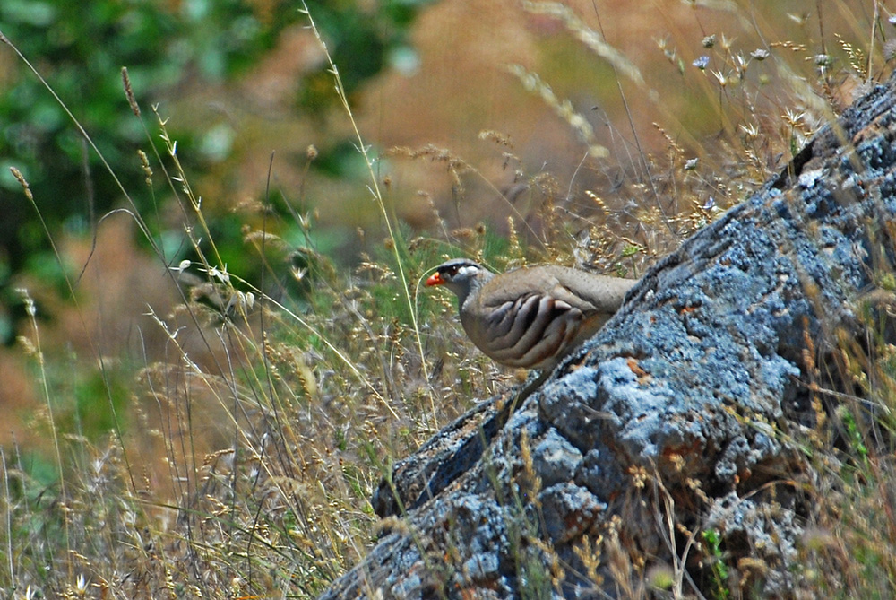 See-see Partridge