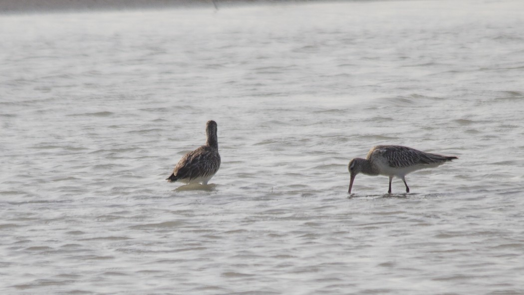 Bar-tailed Godwit
