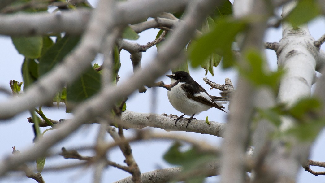 European Pied Flycatcher