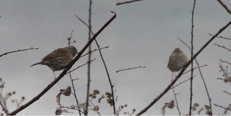Dunnock
