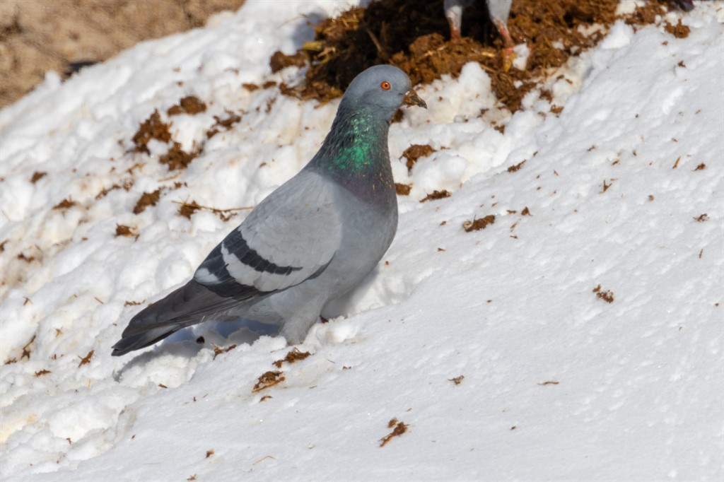 Rock Dove