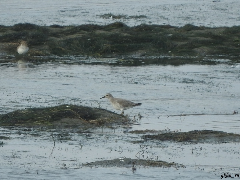 Red Knot