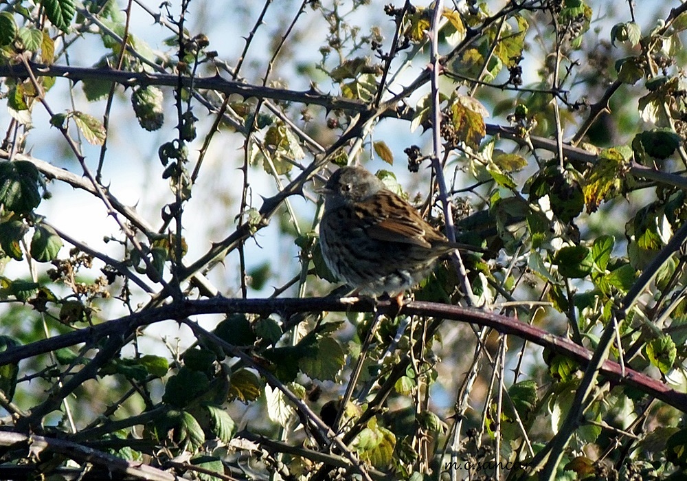 Dunnock