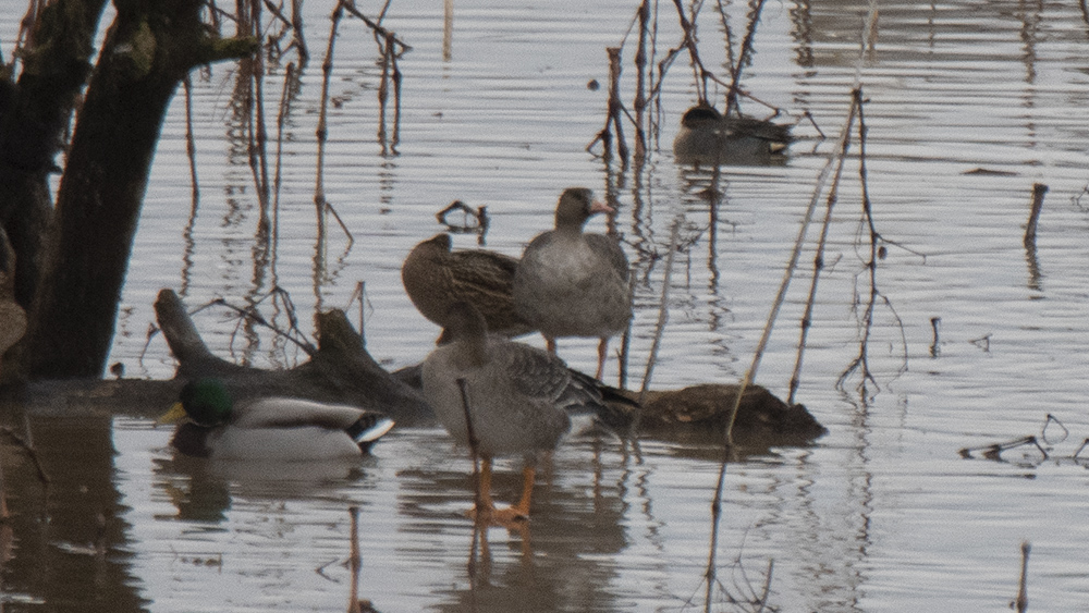 Greater White-fronted Goose