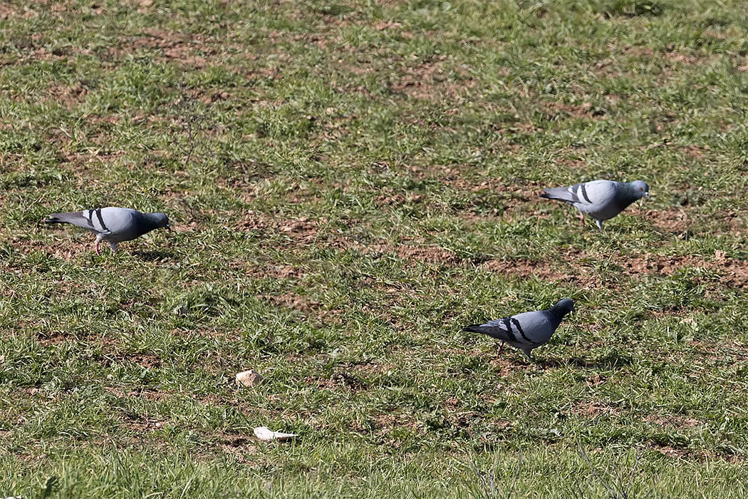 Rock Dove