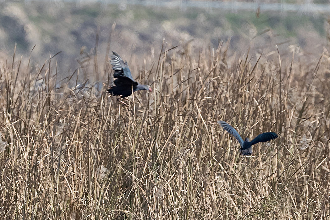 Grey-headed Swamphen