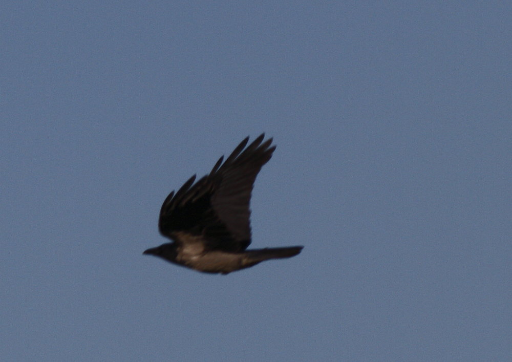 Leş Kargası