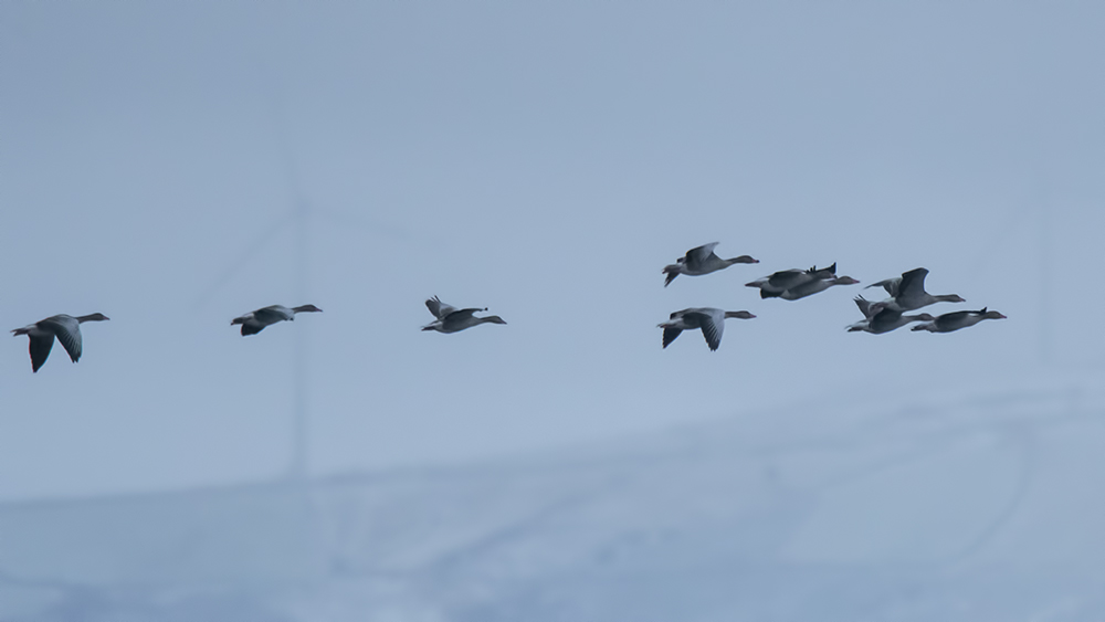 Greylag Goose