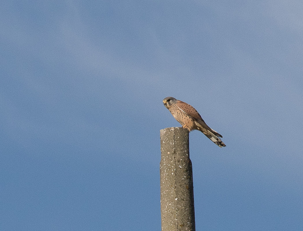 Kerkenez
