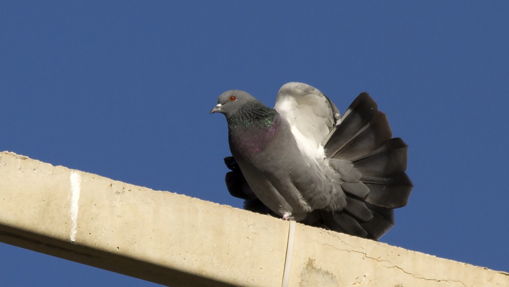 Rock Dove