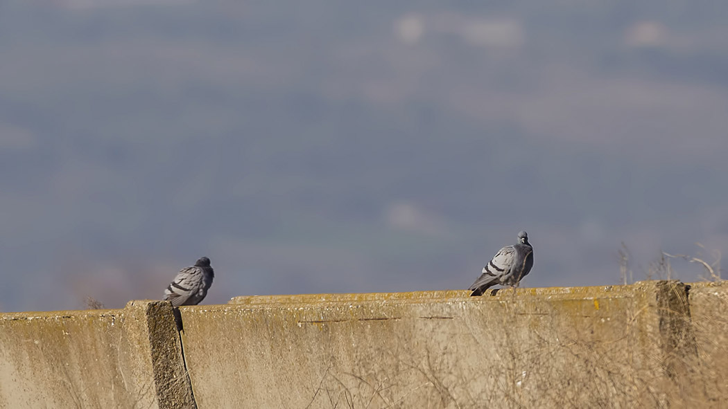 Rock Dove