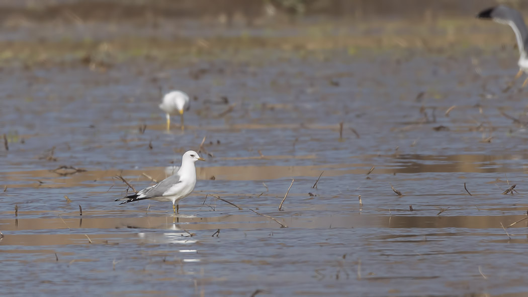 Common Gull
