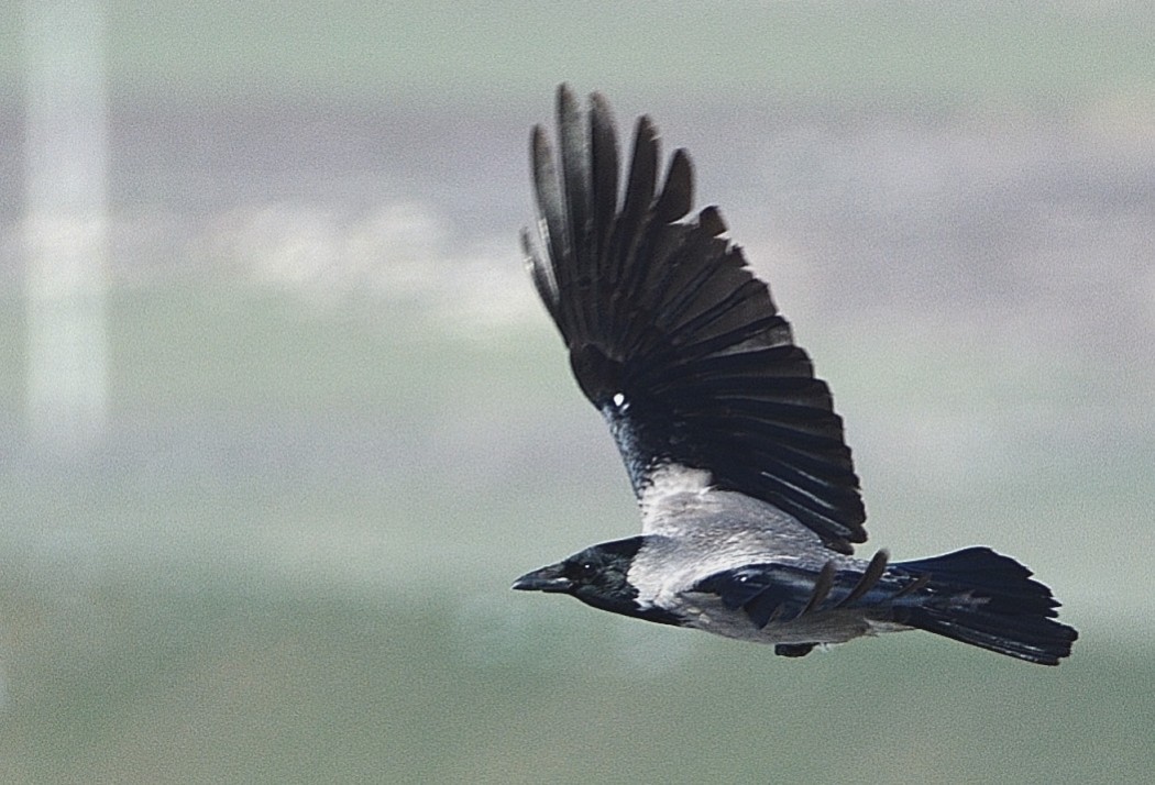 Leş Kargası