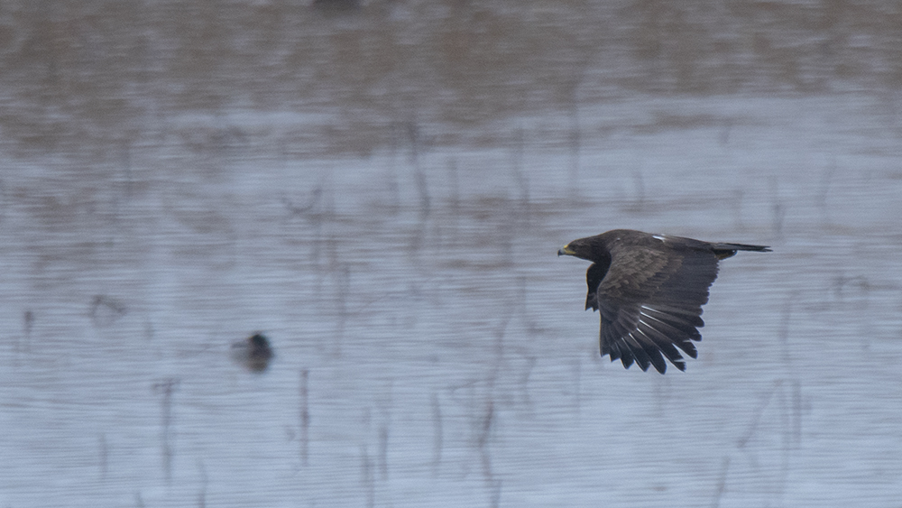 Greater Spotted Eagle