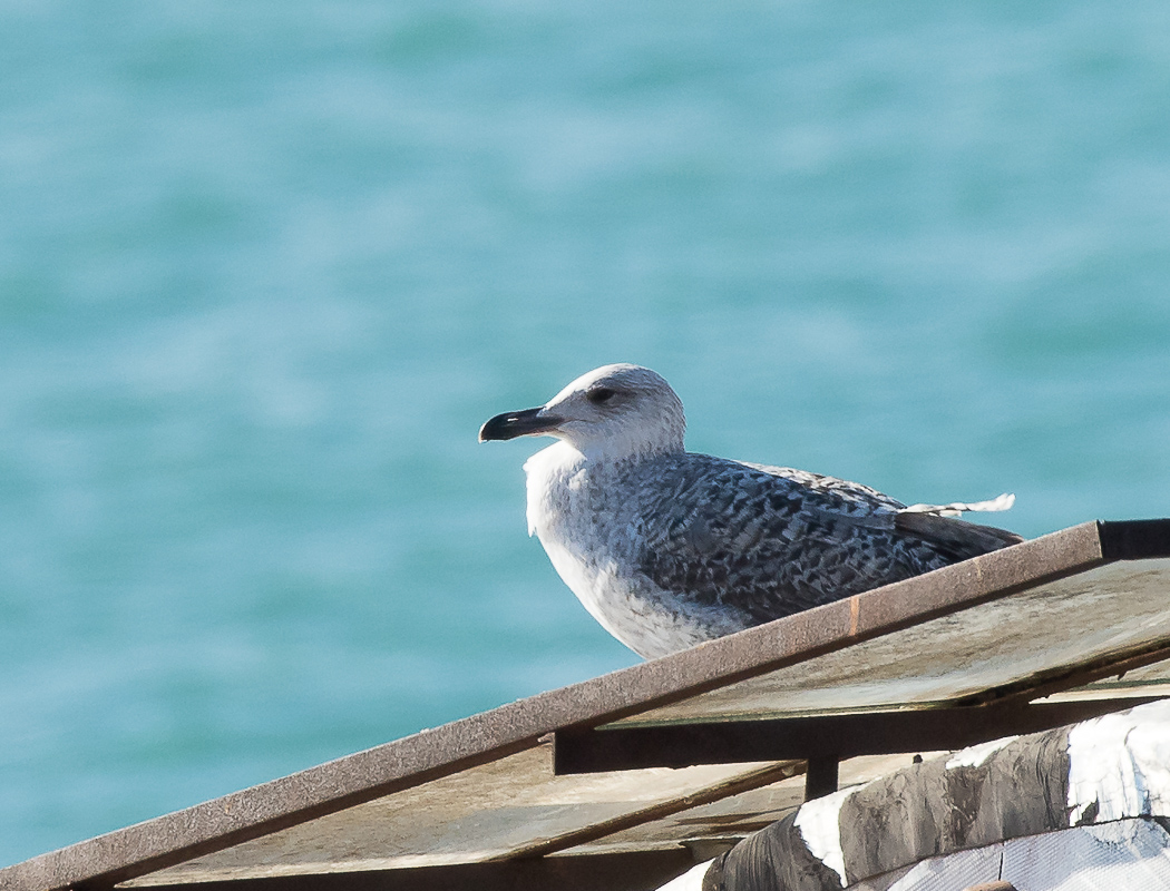 Common Gull