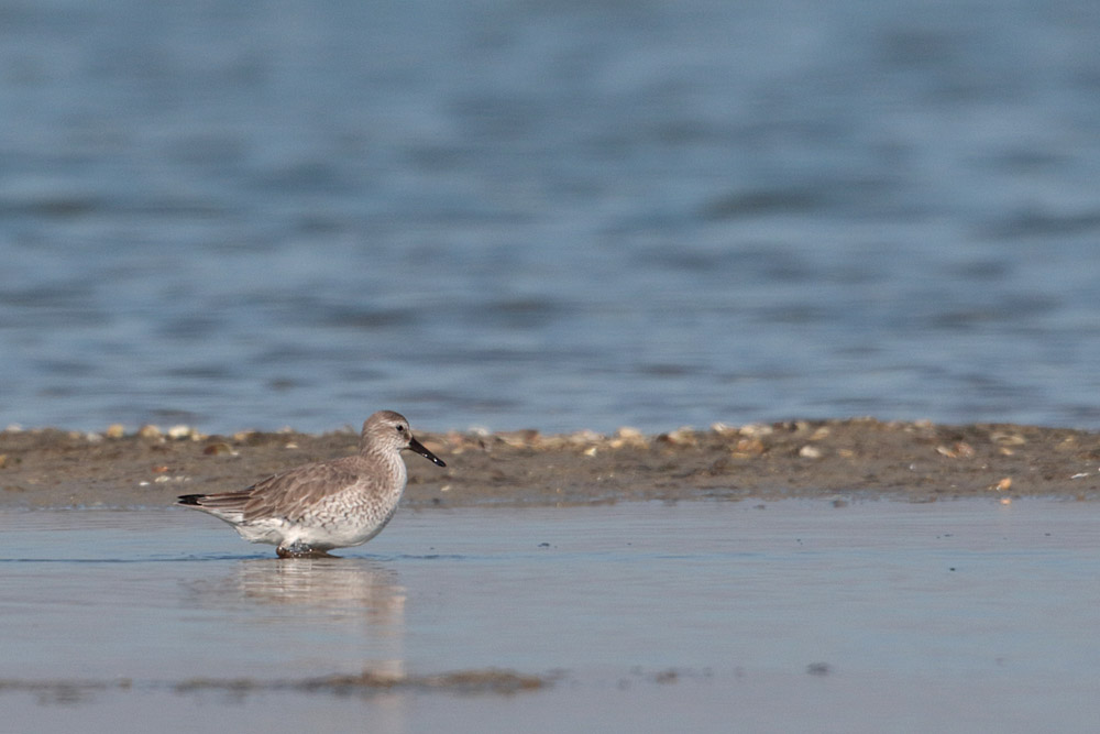 Red Knot