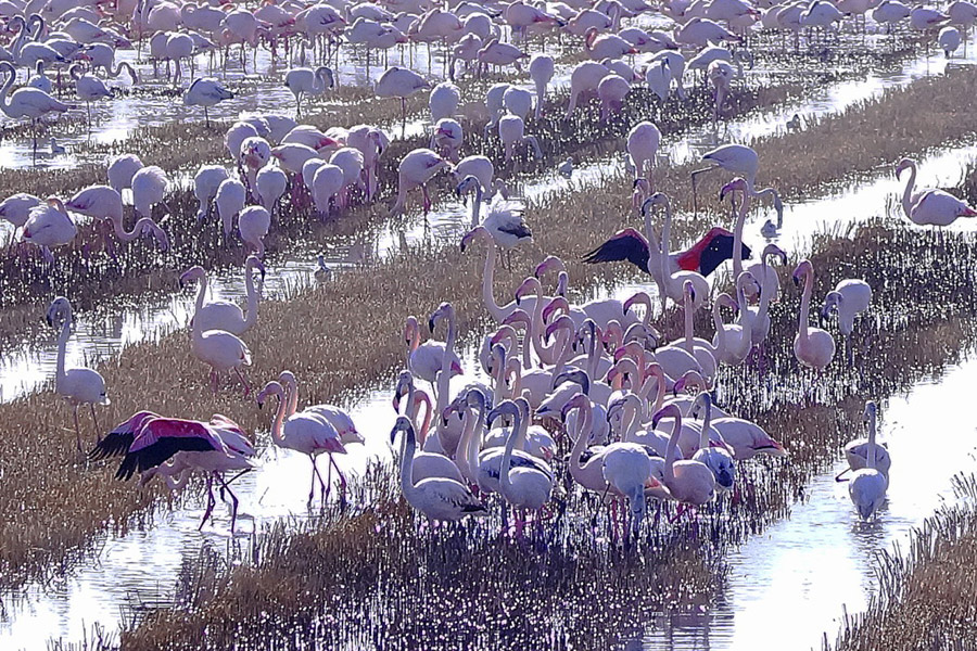 Flamingo