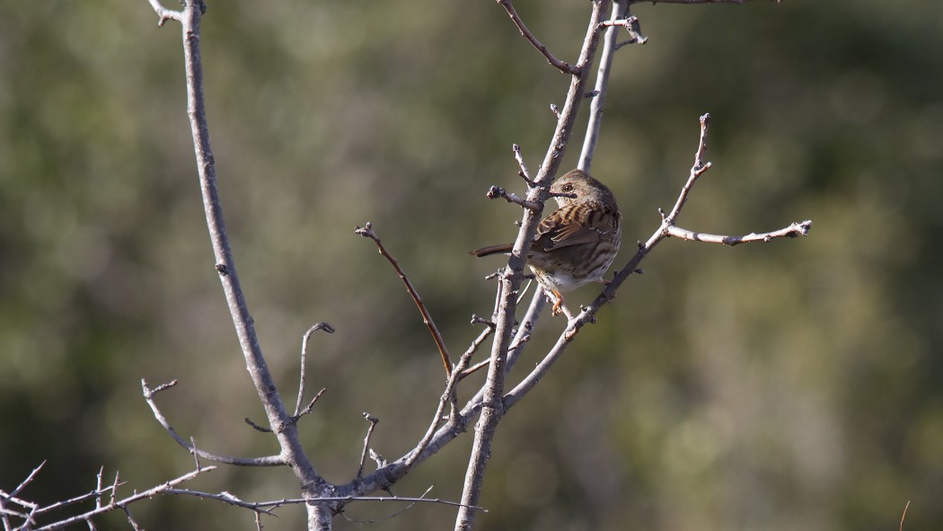 Dunnock
