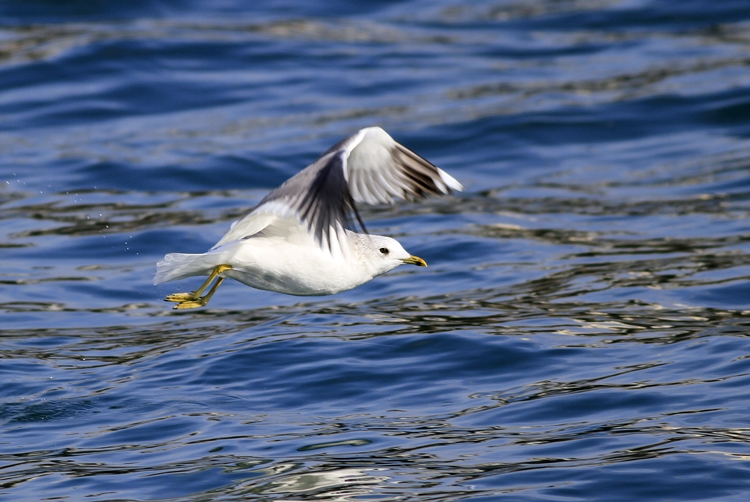 Common Gull