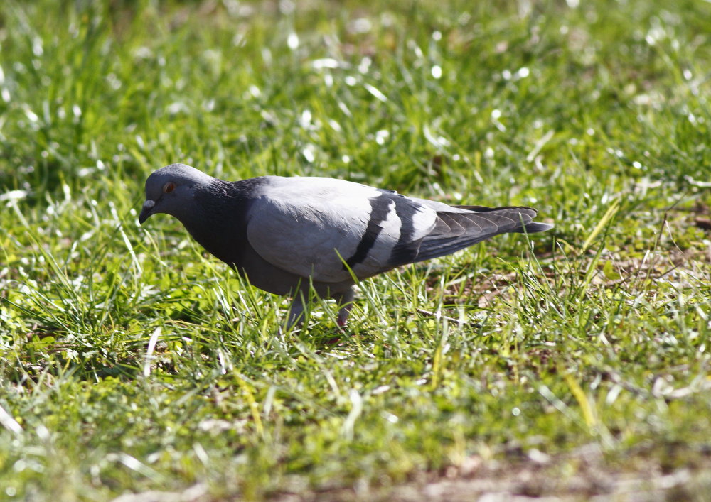 Rock Dove