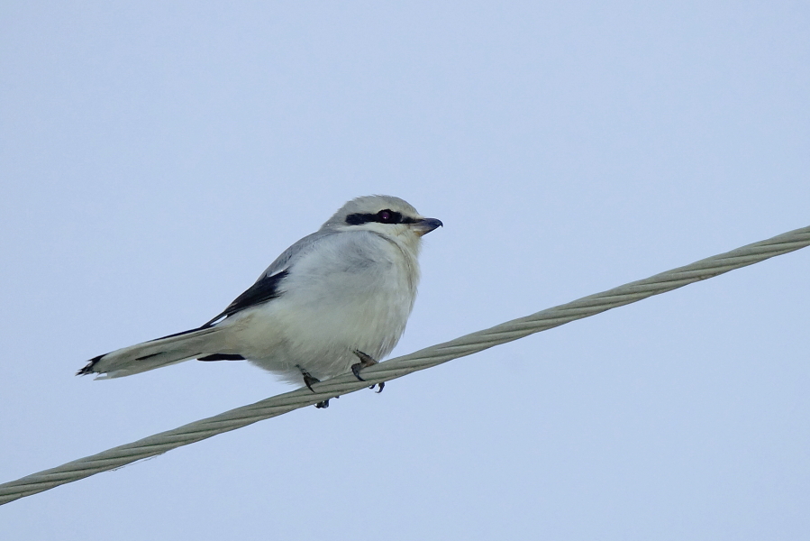 Great Grey Shrike