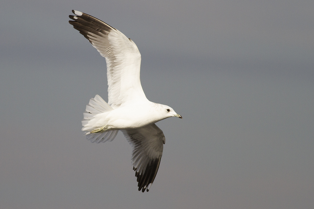 Common Gull