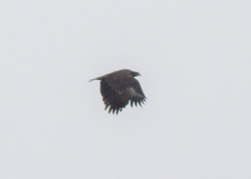 Greater Spotted Eagle