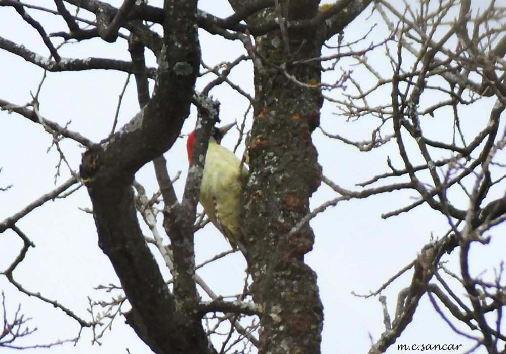 European Green Woodpecker