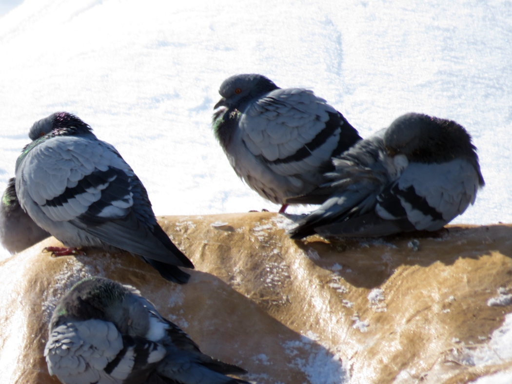 Rock Dove