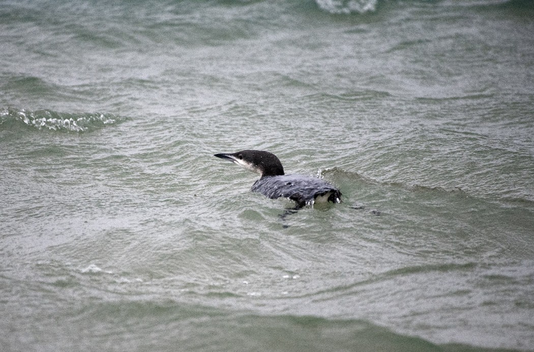 Karagerdanlı Dalgıç