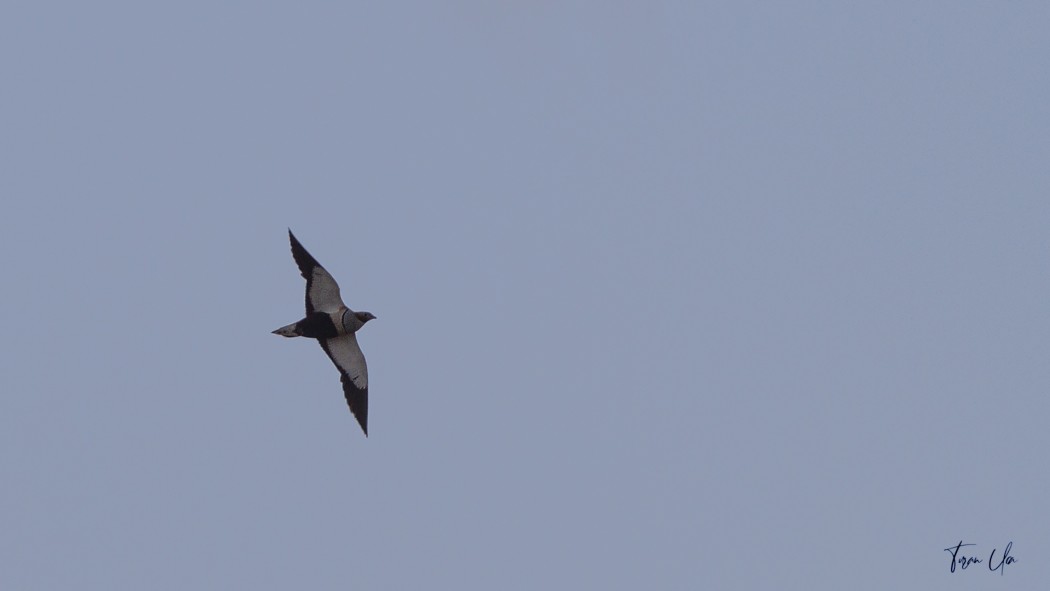 Black-bellied Sandgrouse