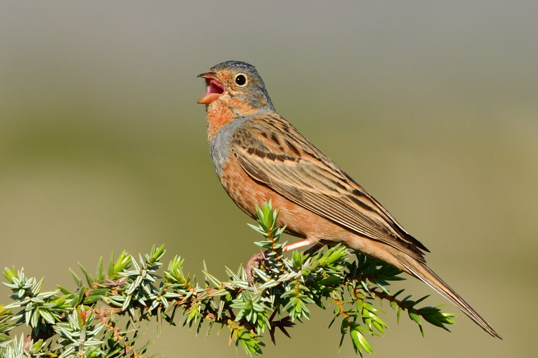 Cretzschmar`s Bunting