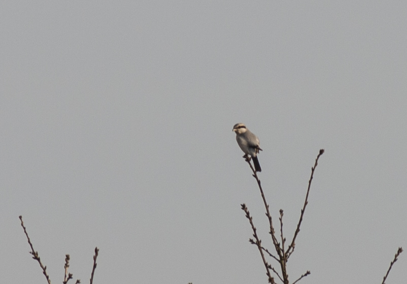 Great Grey Shrike