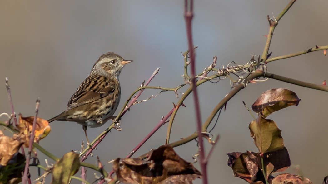 Dunnock