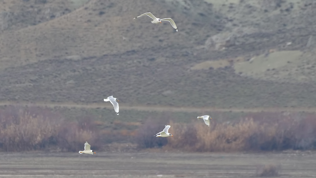 Pallas`s Gull